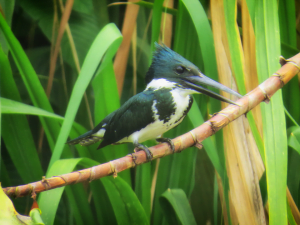 Amazon-Kingfisher