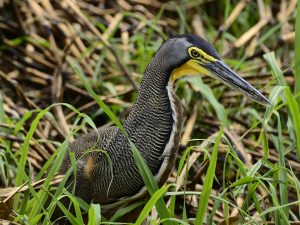 Bare-Throated-Tiger-Heron