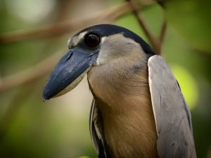 Boat-Billed-Night-Heron
