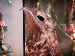 Great-potoo