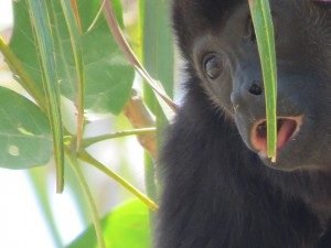 Howler monkey
