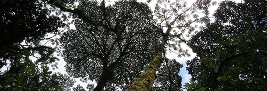 Light between the trees