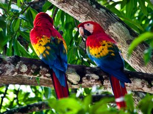 A LOVELY PAIR OF SCARLET MACAWS