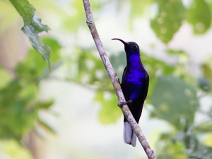 Violet-Sabrewing-by-Bryan-Mendez