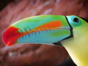 toucan