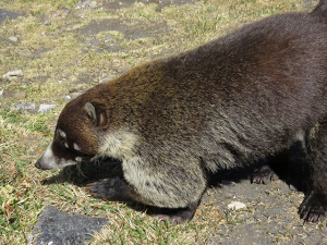 White Nosed Coati