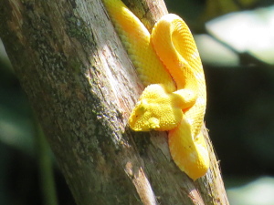 Serpiente desde arriba