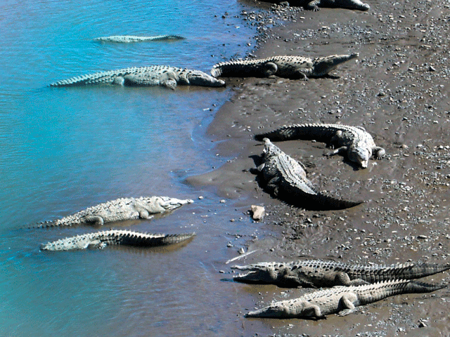 Crocs at Tarcoles River