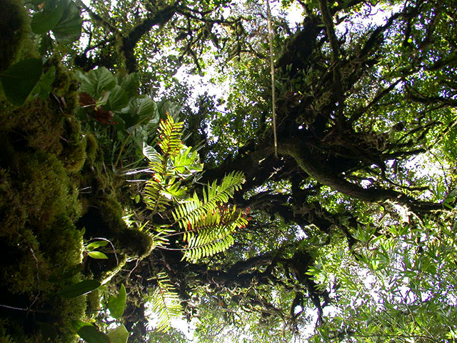 Monteverde reserve Monteverde reserve