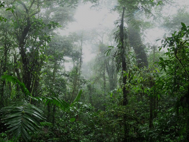 Santa Elena rainforest