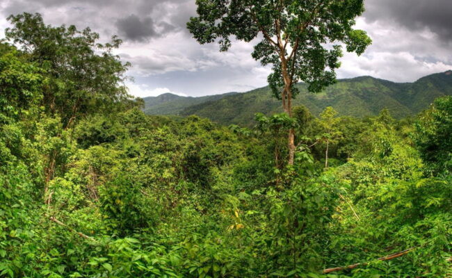 Rainforest Tapestry Veragua Rainforest