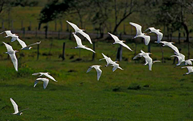 Cattle Egrets flying