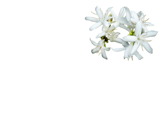 coffee-flower-280734_1920