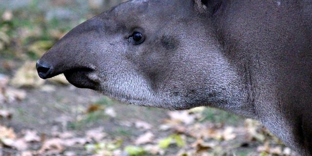 Tapir