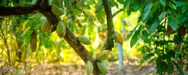 Chocolate Tours Costa Rica