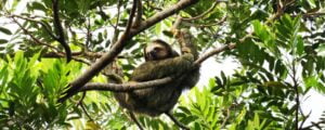 Sloth at Limon Port Tours