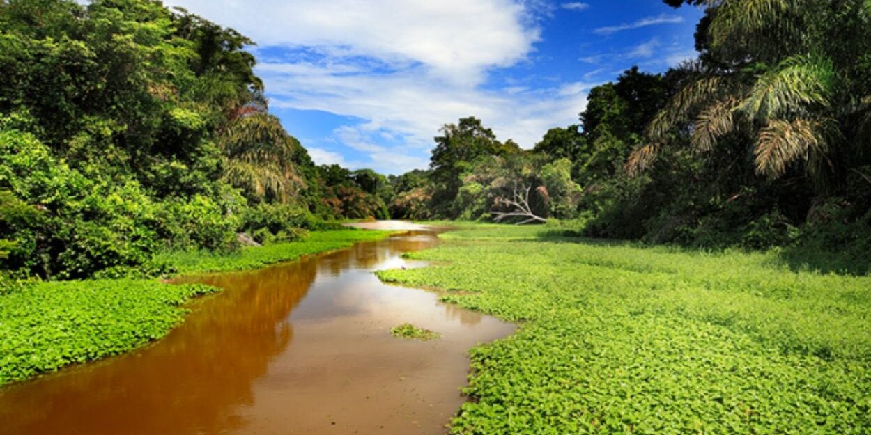 best rainforest tours in Limon