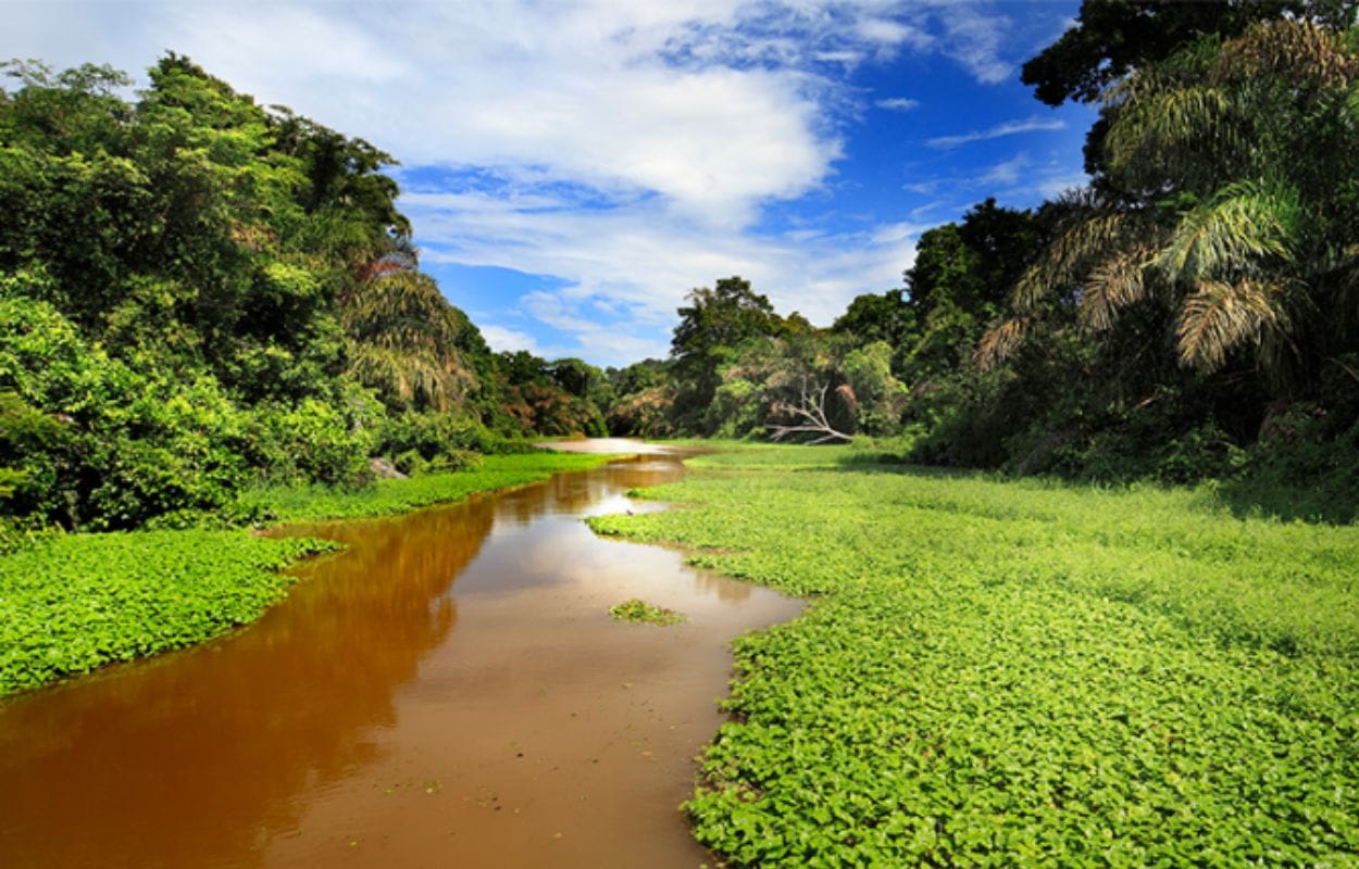 best rainforest tours in Limon