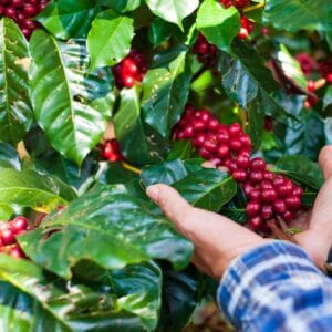 Monteverde Cloud Forest Shore Excursion with coffee tour