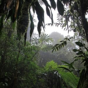 Monteverde Cloud Forest Shore Excursion with coffee tour
