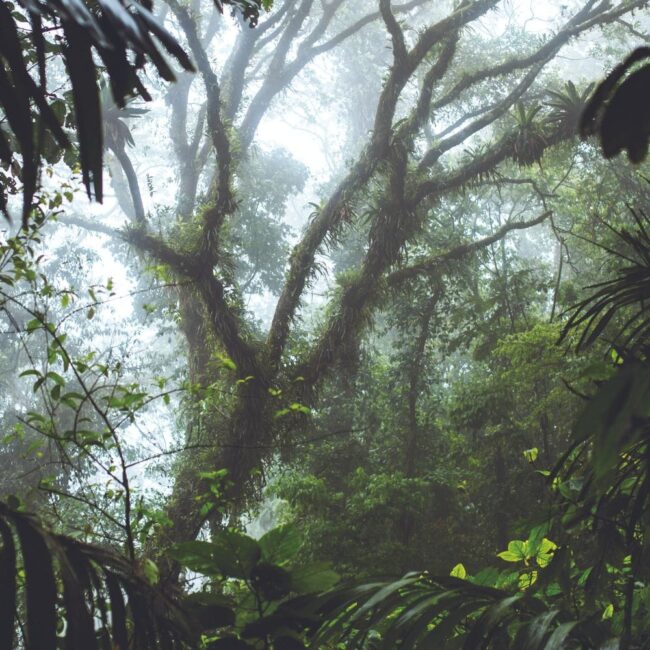 Cloud Forest Shore Excursion with coffee tour (7) Monteverde Cloud Forest Shore Excursion with coffee tour