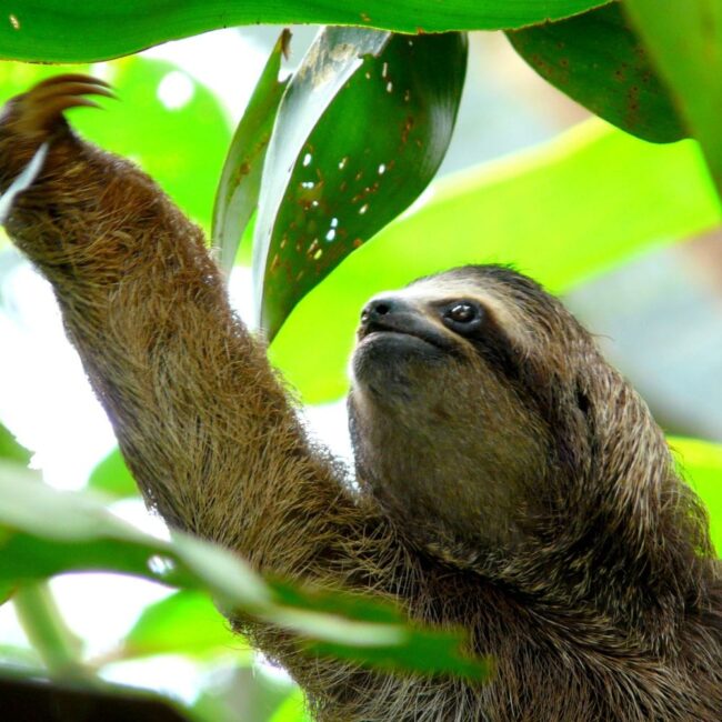 Costa Rica Rainforest Shore Excursion Costa Rica Rainforest Shore Excursion