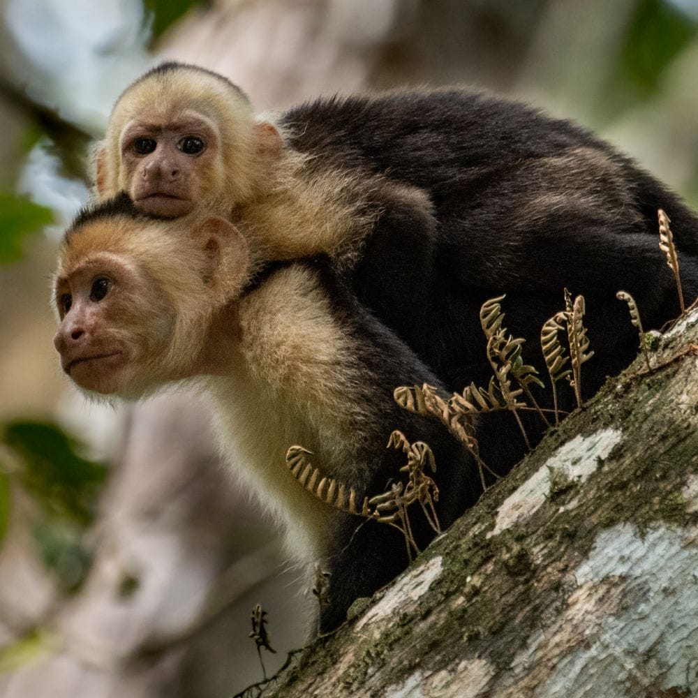 Pacific Coast Shore Excursions in Costa Rica