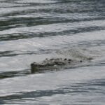 Tárcoles River Boat Tour