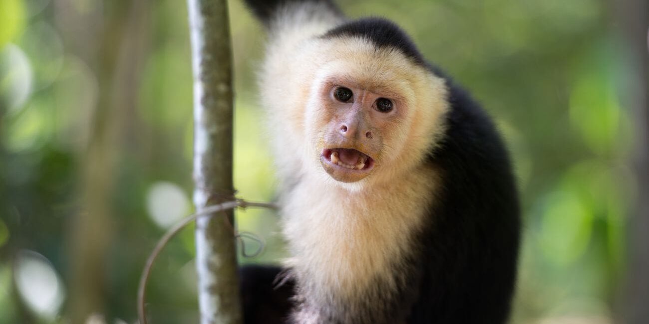 Monkey Feeding Tours in Costa Rica Monkey Feeding Tours in Costa Rica