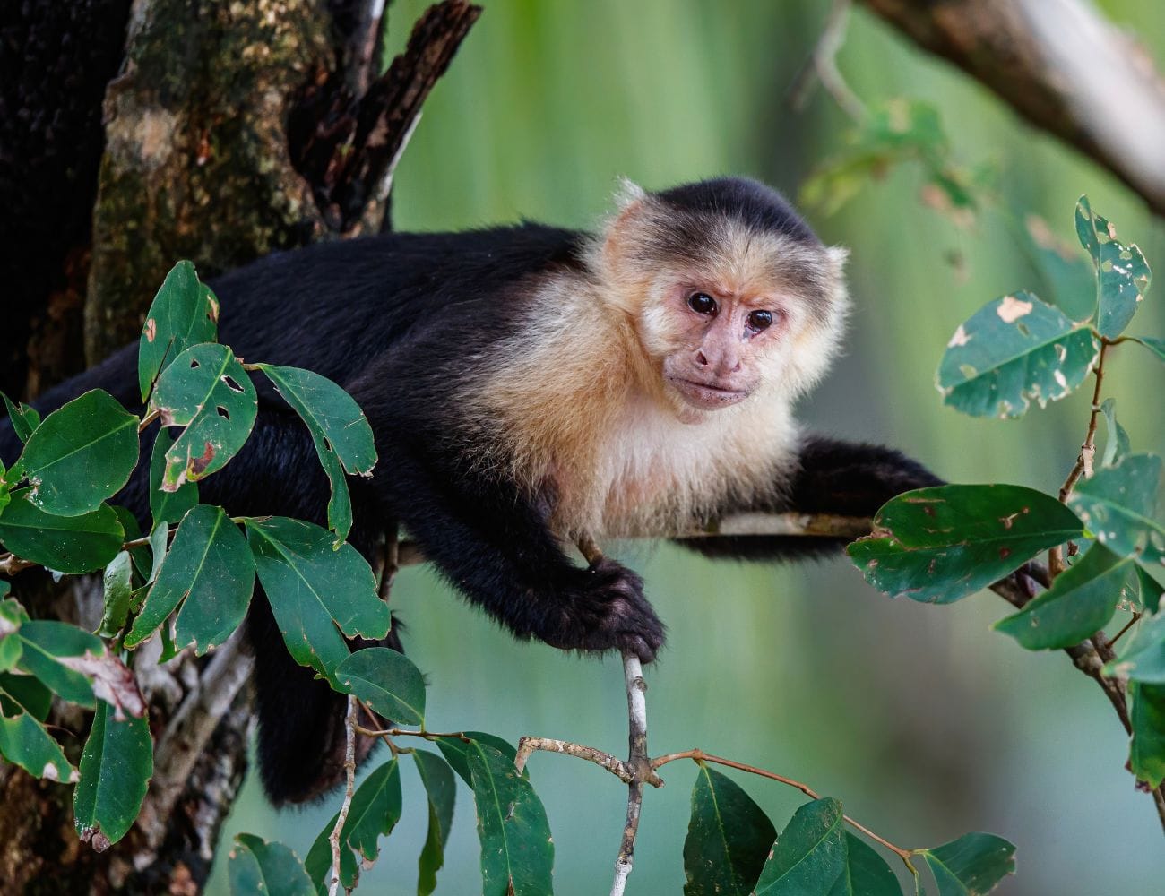 Monkey Feeding Tours in Costa Rica