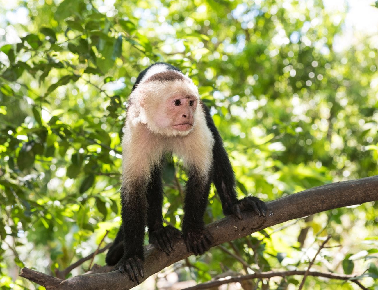 Monkey Feeding Tours in Costa Rica