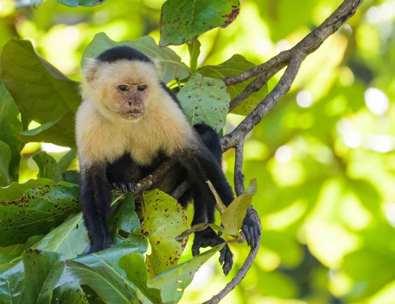 Monkey Feeding Tours in Costa Rica