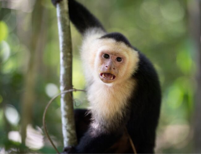 Monkey Feeding Tours in Costa Rica