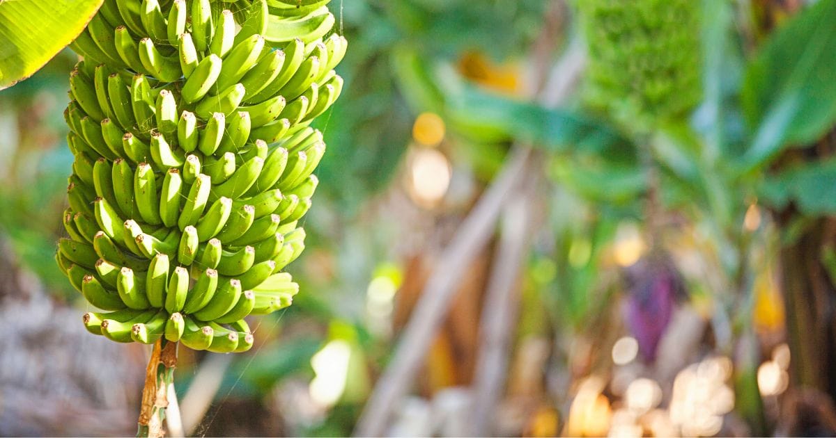 Costa Rica Coasts Differences and Similarities