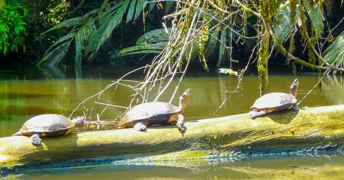 The Caribbean Coast of Costa Rica | Costa Rica's Caribbean Coast