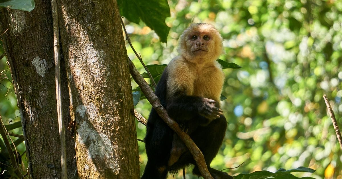 The Caribbean Coast of Costa Rica | Costa Rica's Caribbean Coast